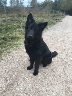 a black dog sitting on top of a gravel road