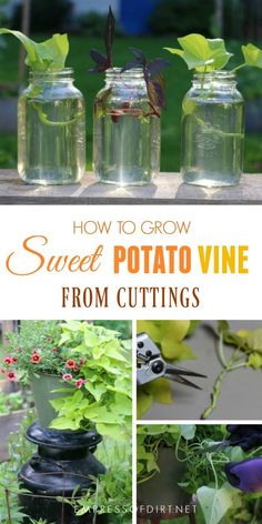 how to grow sweet potato vine from cuttings in mason jars with text overlay that reads, how to grow sweet potato vine from cuttings