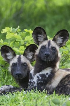 two african wild dogs laying in the grass