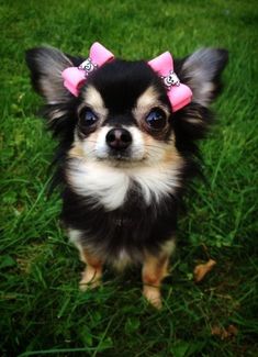 a small dog with pink bows on it's head is sitting in the grass