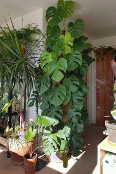 some plants are growing in pots on the floor