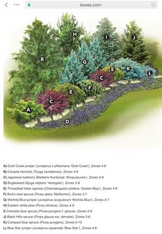 an illustrated garden plan with trees, shrubs and other plants in it's center