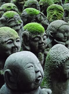 many heads with moss growing on them