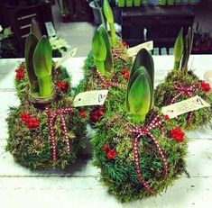 three potted plants with red berries and ribbons on them sitting on a white table