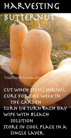 two butternuts sitting on top of a wooden box with the words, harvesting butternut