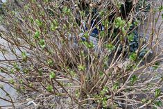 a bush with small green leaves on it