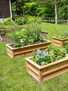 three wooden raised garden beds with plants growing in them