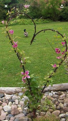 a heart shaped tree branch with pink flowers in the foreground and a duck on the other side