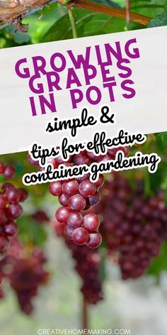 grapes growing in pots and tips for effective container gardening