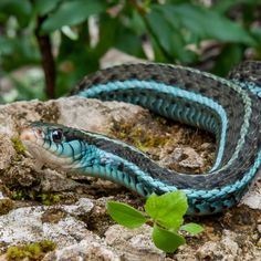 a blue and black snake laying on top of a rock next to a green plant