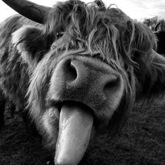 a yak with long horns sticking out its tongue