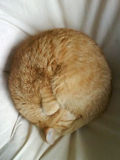 an orange cat curled up sleeping on a white sheet