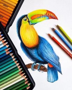 a drawing of a toucan with colored pencils next to it