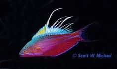 a red and blue fish with long white fins on it's back side, swimming in the dark water