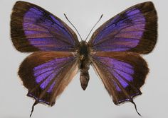 a close up of a purple butterfly on a white background