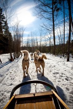 two dogs are walking in the snow behind a sleigh on a sunny day