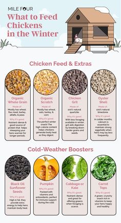 an info sheet describing what to feed chickens in the winter and how to use it