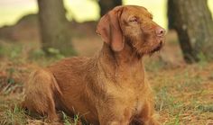 a brown dog sitting in the grass next to some trees