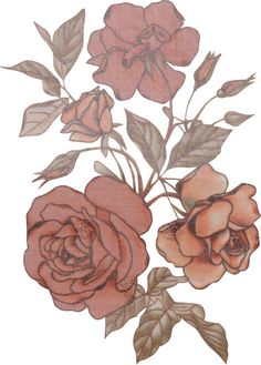 a drawing of three roses on a white background with green leaves and brown flowers in the center