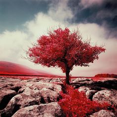 a tree with red leaves in the middle of rocks