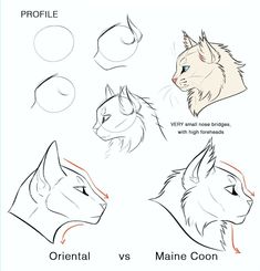 how to draw an animal's head with different angles and hair colors for beginners