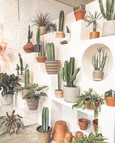 many potted plants are arranged on the wall