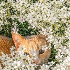 an orange and white cat is hiding in the flowers with its eyes wide open, looking at the camera