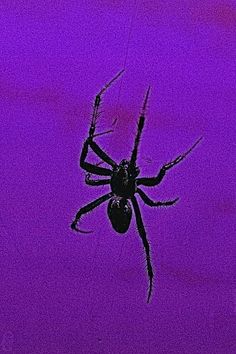 a large spider hanging from the side of its web in front of a purple sky