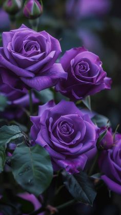 purple roses with green leaves in the foreground