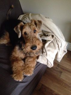 a small brown dog laying on top of a couch next to a pile of blankets