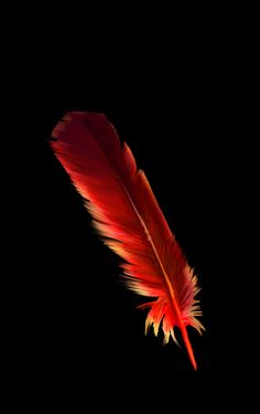 a red feather on a black background