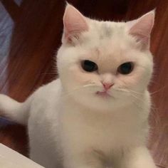 a white cat sitting on top of a wooden floor