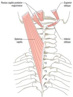 the muscles are shown in this diagram, and there is no image on it to describe