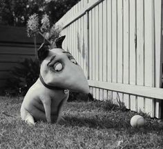 a dog sitting in the grass next to a fence with a mask on it's face