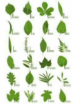 the different types of leaves and their names