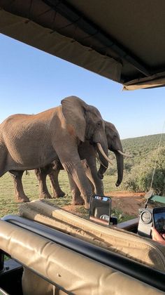 two elephants walking on the side of a road next to a vehicle with people in it