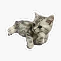 a kitten laying down on its back with it's eyes wide open sticker