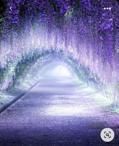 the tunnel of wisters in full bloom is lit up with purple lights and fog