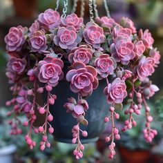 pink flowers are hanging from a potted plant