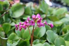 pink flowers are blooming in the middle of green leaves