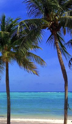 three palm trees on the beach with blue water in the background