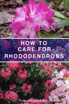 Rhododendron Care: How To Grow Beautiful Rhododendrons and Azaleas Pruning Rhododendrons, Rhododendron Care, Azaleas Garden, Garden Border, Floating Plants, Perennial Shrubs, Shade Flowers