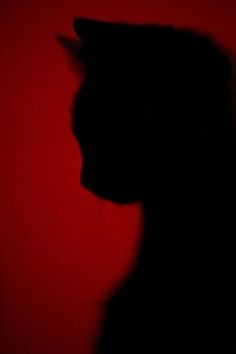 the silhouette of a cat against a red background