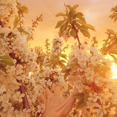 a hand reaching up to a tree with white flowers in the sun setting behind it