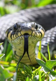 a snake with it's mouth open in the grass