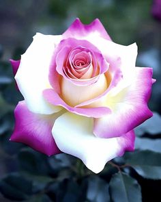 a pink and white rose with green leaves