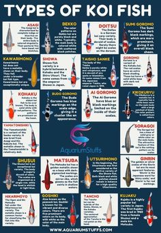 the types of koi fish that are available for purchase from aqua aquariums in australia