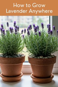 two potted lavender plants with text overlay how to grow lavender anywhere