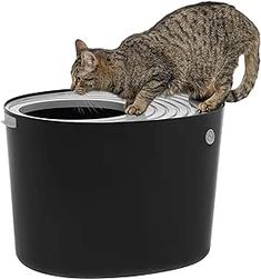 a cat standing on top of a black trash can