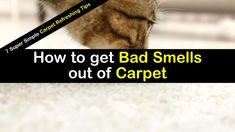 a cat with its head in the ground and text that reads how to get bad smells out of carpet